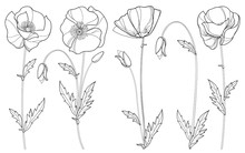 Vector Set With Outline Poppy Flower, Bud And Leaves In Black Isolated On White Background. Floral Elements In Contour Style With Poppy For Summer Design And Coloring Book. Symbol Of Remembrance Day.