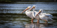 Three White Pelicans Standing In Water
