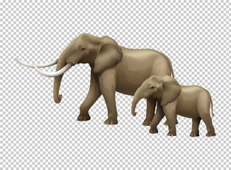 Wild elephants on transparent background