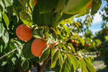 Crops Of Persimmon Or Khaki In Ontinyent