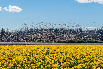 Wall Mural - flying geese on the field of daffodils.
