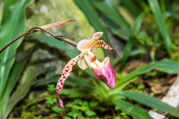 Wall Mural - Paphiopedilum orchid in Thai