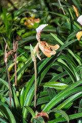 Wall Mural - Paphiopedilum orchid in Thai