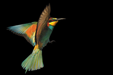 bird of paradise in flight isolated on a black background