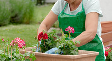 Woman Potting Geranium Flowers
