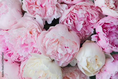 Foto  Pink floral background of fresh pink peony flowers