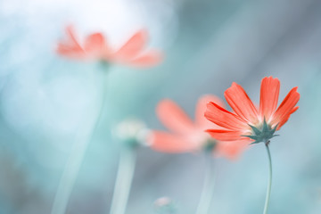 Delicate cosmos flowers on a beautiful background.