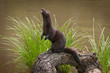 Adult American Mink (Neovison vison) Stands Up on Log Both Paws in View
