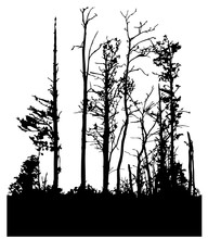 Black Silhouette Of Forest. Deciduous Trees Without Leaves. The Illustration Is Seamless