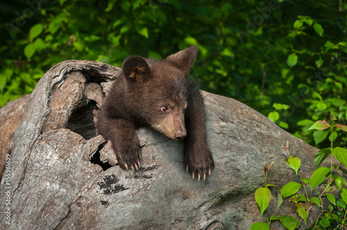 Fotografie, Obraz Black Bear Cub (Ursus americanus) Looks Tentative in Log