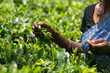 Asian tea picker holding in her hands freshly picked green tea leaves, Sri Lanka