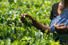 Asian Tea Picker Holding In Her Hands Freshly Picked Green Tea Leaves, Sri Lanka