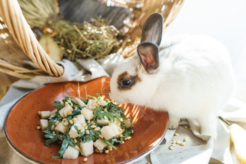 Pear and Arugula Salad with Pine Nuts near the beautiful white rabbit