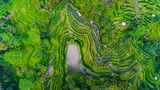 Fototapeta  - ubud panorama pole ryżowe