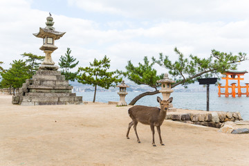 Sticker - Miyajima gate and deer