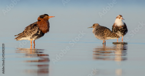 Cuadros en Lienzo Ruff - Philomachus pugnax / Calidris pugnax - at the Curonian lagoon shore, Lith