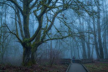 Wall Mural - foggy day. wooden path in the fairy autumn forest. nisquallynational wildlife refuge, washington, us