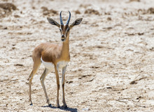 Dorcas Gazelle (Gazella Dorcas) Inhabits Desert Areas Of Africa And Middle East