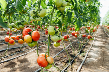 Red and green selected tomatoes in a greenhouse