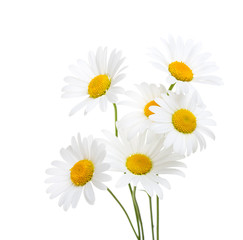 Bouquet  of Chamomiles  ( Ox-Eye Daisy ) isolated on a white background.