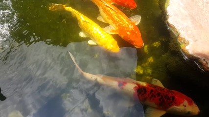 Wall Mural - Koi, Fancy Carp are swimming in above