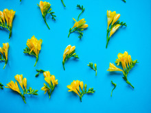 Colorful Bright Yellow Flowers On Blue Background