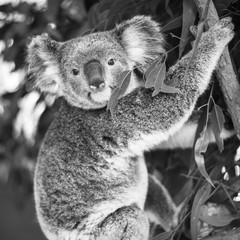 Wall Mural - koala in a eucalyptus tree. black and white