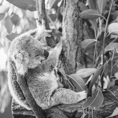 Wall Mural - koala in a eucalyptus tree.