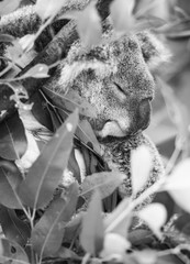 Wall Mural - koala in a eucalyptus tree. black and white