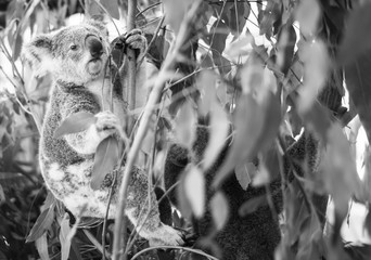 Wall Mural - koala in a eucalyptus tree. black and white