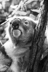 Wall Mural - koala in a eucalyptus tree. black and white