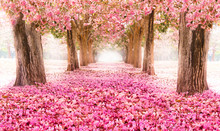 Falling Petal Over The Romantic Tunnel Of Pink Flower Trees / Romantic Blossom Tree Over Nature Background In Spring Season / Flowers Background