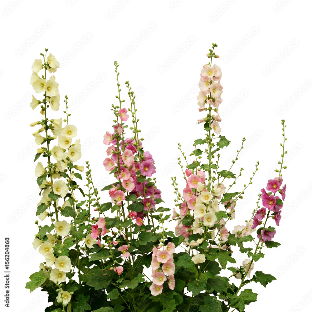 Fresh pink and white mallow flowers - obrazy, fototapety, plakaty 