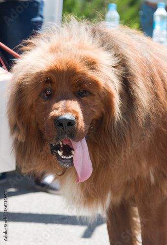 Long Haired Furry Brown Dog Buy This Stock Photo And Explore