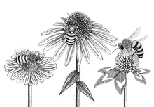 Bees On Honey Flowers Sketched In Black And White Vector Illustration. Chamomile, Coneflower And Clover Blossoms With Three Different Bees.