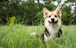 © veronika7833 - Happy and active purebred Welsh Corgi dog outdoors in the grass on a sunny summer day.