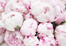 White And Pink Peonies. Background, Wallpaper
