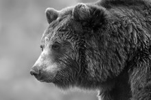 Brown Bear Portrait Close Up. Black And White