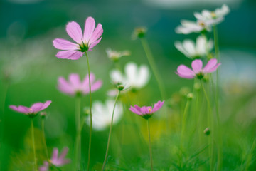 Wall Mural - beautiful flowers cosmos on a beautiful background.