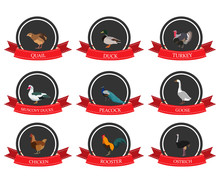 Set Of Flat Icons With A Bird Name