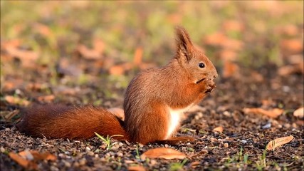 Wall Mural - Red Squirrel (Sciurus vulgaris)