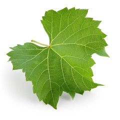Poster - Grape leaf isolated on white. Full depth of field.