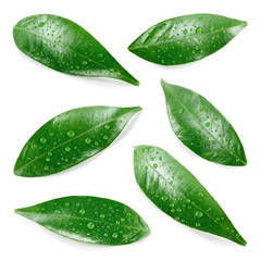 Wall Mural - Citrus leaves with drops isolated on a white background. Collection. Full depth of field.
