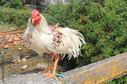 Gallo Blanco De Pelea Buy This Stock Photo And Explore Similar Images At Adobe Stock Adobe Stock