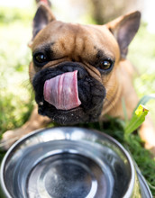 Dog Drinking Water From A Bowl Outdoors