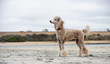 © everydoghasastory - Standard Poodle properly groomed standing on sand beach