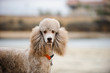 Standard Poodle portrait at beach