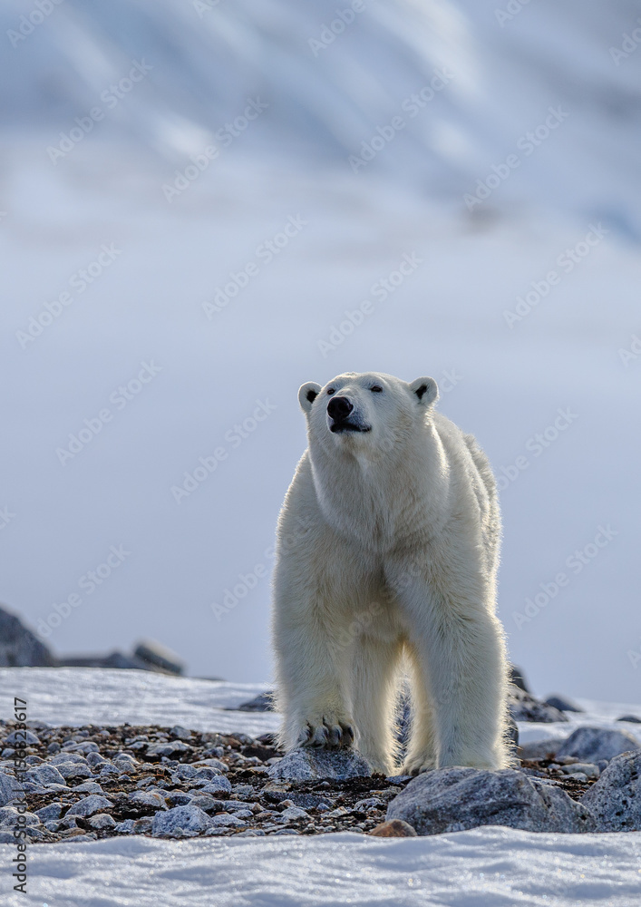 Polar bear of Spitzbergen (Ursus maritimus)