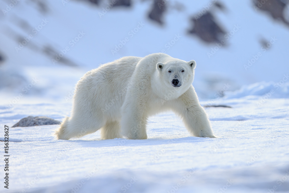 Polar bear of Spitzbergen (Ursus maritimus) - obrazy, fototapety, plakaty 