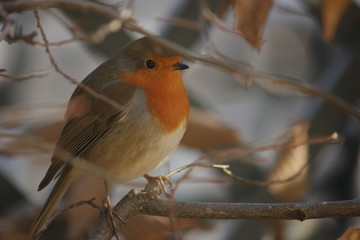 Wall Mural - Robin